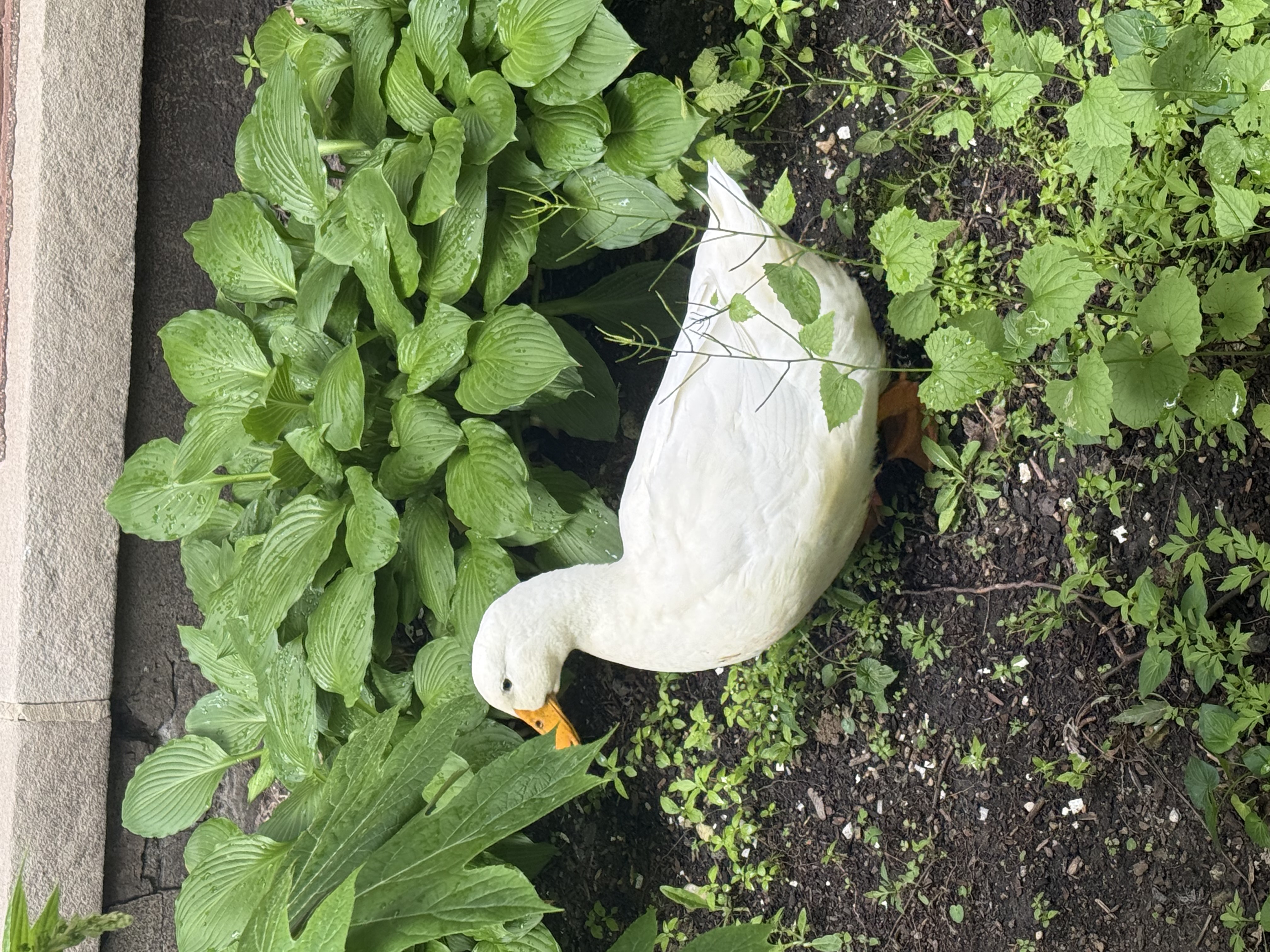 Mallard (Domestic type)