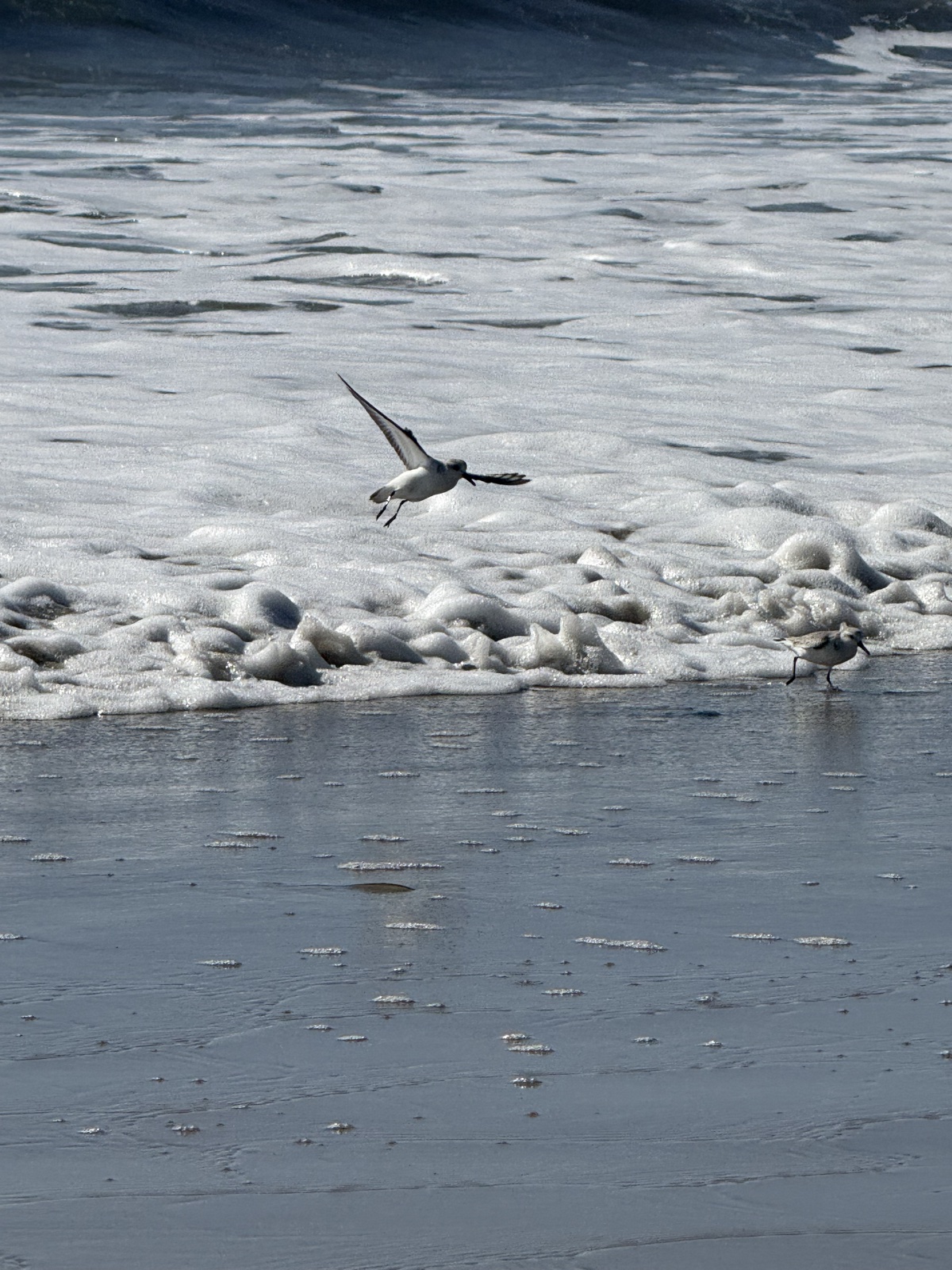 Sanderling